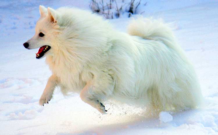 The Eskies are more suiter to a colder climate, and they like to play in cold, snowy weather.