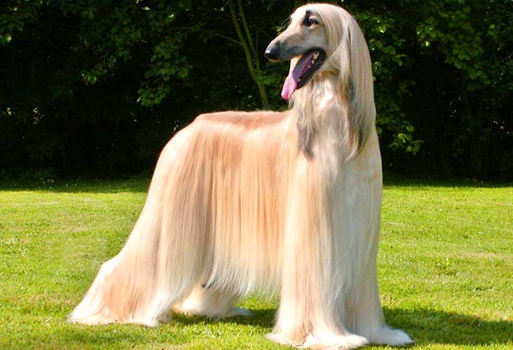 The long, lavish coat is the trademark of the Afghan Hounds, but is also a true hassle when it comes to maintenance.