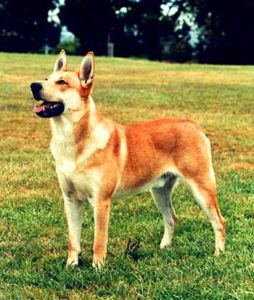 The American Pariah is a very hardy and agile dog that is quite reminiscent of the Australian Dingo.
