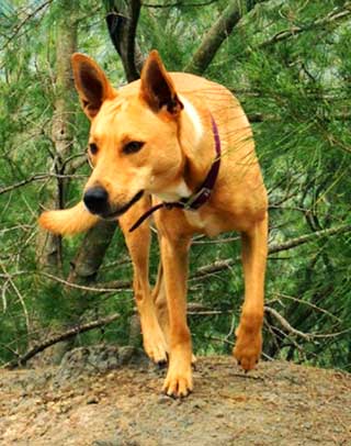 Wild Carolina Dogs are excellent hunters that usual hunt in small packs.