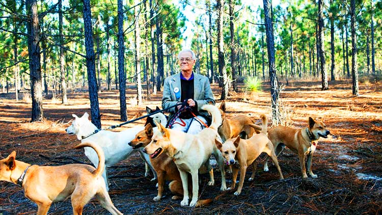 In the 1970s, Dr. I. Lehr Brisbin, a biology professor at the University of Georgia's Savannah River Ecology Lab, discovered Carolina Dogs in the most isolated, remote parts in South Carolina and Georgia.