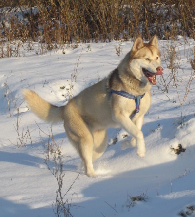 There are many interesting Siberian Husky characteristics and one is that can withstand the harsh winter climate