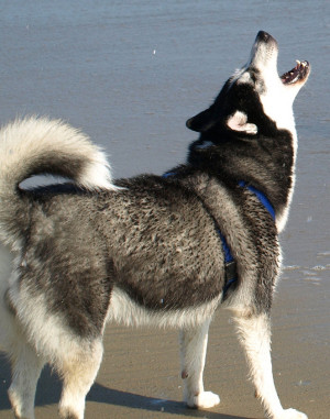 Howling is embedded in a Siberian Husky temperament