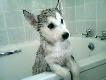 Bathing is fundamental part of Siberian Husky care