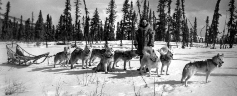 Siberian Husky breed history featured image