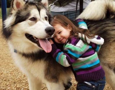 Siberian Husky temperament with children is a pure blessing