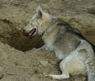 Digging is not so pleasant side of Siberian Husky temperament