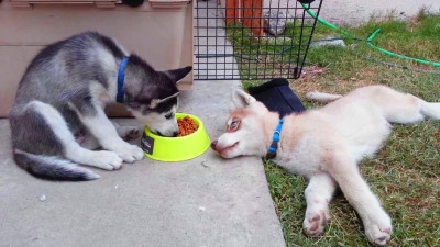 Food for Siberian Husky featured image