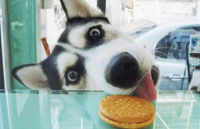 Siberian Husky is very picky when it comes to food