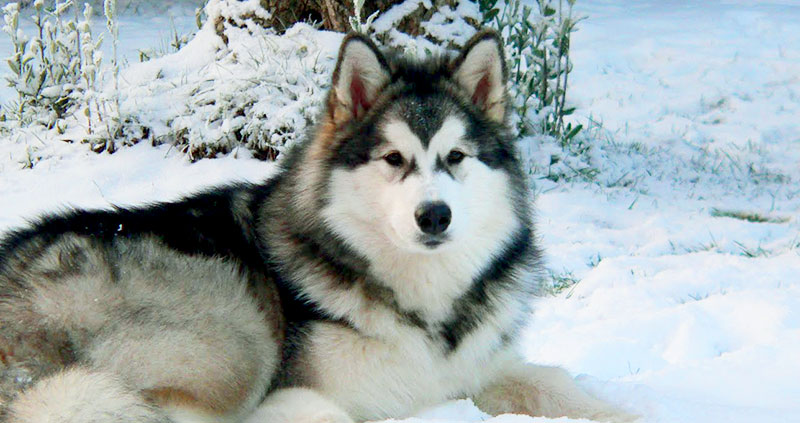 Alaskan Malamute | 26 Amazing Facts, Images And Information  