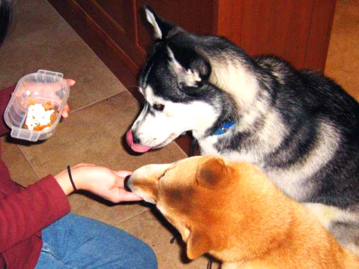 Husky food aggression is easy to correct with proper exercise!