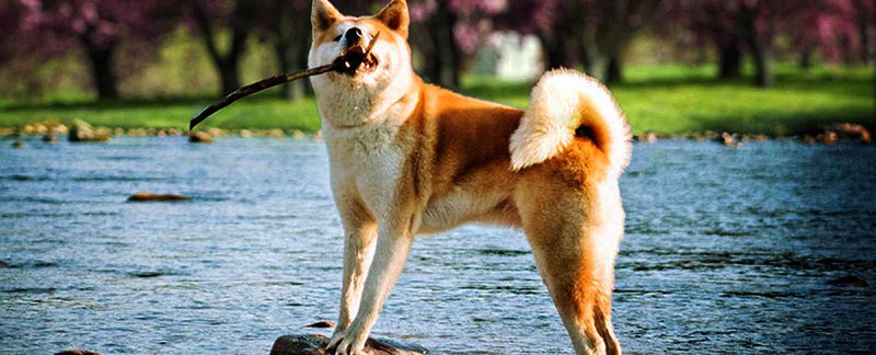 Akita dog characteristics featured image