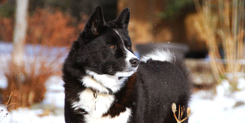 Karelian Bear Dog featured image