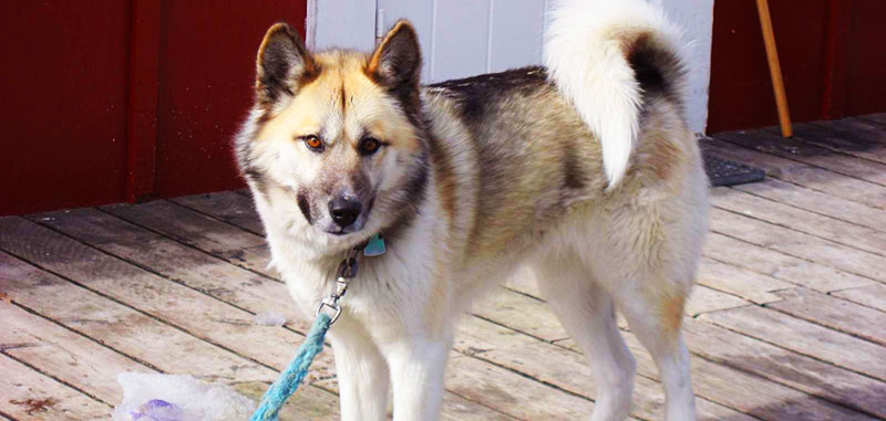 Greenland Dog featured image