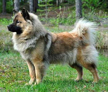 Eurasier is a lovely and devoted dog with a huge heart