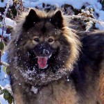 Chow Chow Dog Information | Characteristics | Traits | Facts