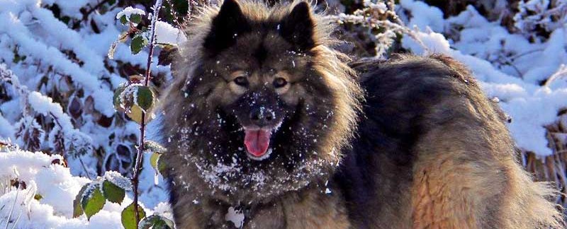 Eurasier featured image