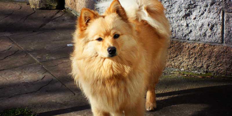 German Spitz Dog Breeds | Info | Characteristics | Facts