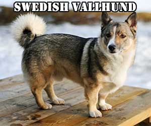 Swedish-Vallhund-Tag | Primitive Dogs