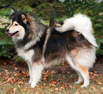 Wolf-sable Finnish Lapphund of quite reminiscent of a Keeshond