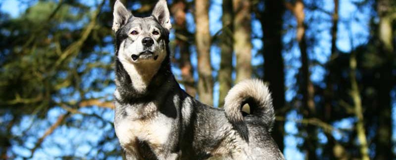 Swedish Elkhound featured image