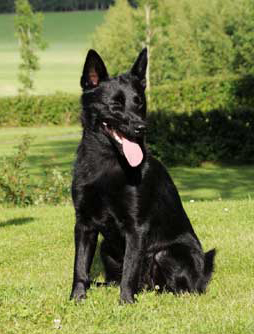 Black Elkhound is best suited for rural environments surrounded by nature