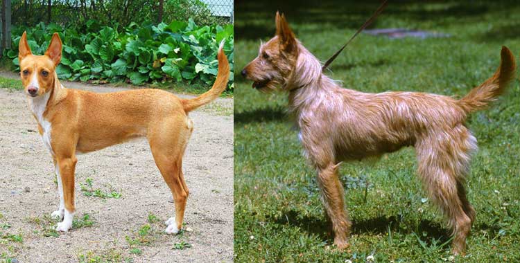 Podengo Medio is the most common Warren Hound in its native country