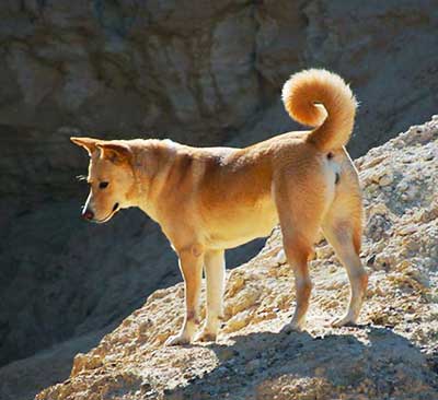 Israeli Pariah was developed from ancient pariah dogs that were used to life in the desert