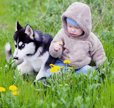 Huskies like to play with children