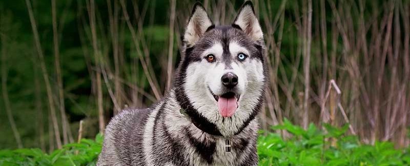 Siberian Husky facts featured image