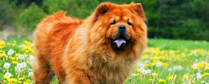Chow Chow facts featured image