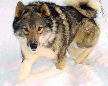 West Siberian Laika has a wolf-like appearance.