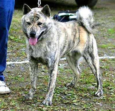 Hokkaido Dogs come in a variety of colors - red, white, brindle, black, black and tan, sesame, and wolf-gray.