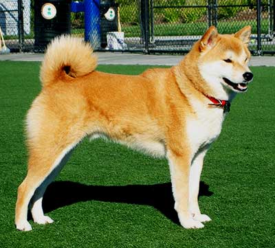 The Hokkaido Dog is a powerful, faithful and sturdy-looking working dog with strong hunting instincts.