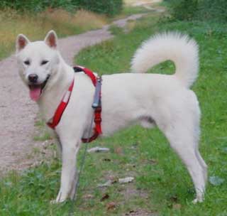 The Kishu Inu is an elegant, agile and hardy dog breed that is best known after its outstanding hunting instincts and unbelievable loyalty.