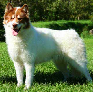 The Canadian Eskimo Dog can withstand extremely low temperatures and can work in the harshest of terrains.