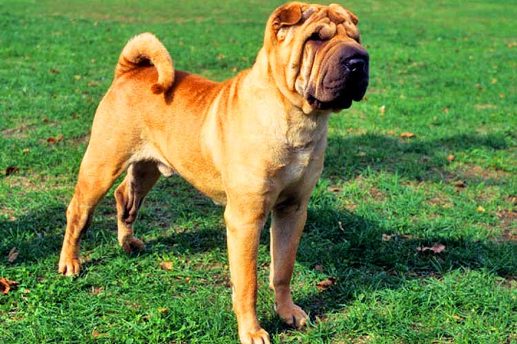 Shar Pei is not called without a reason the Chinese Fighting Dog. This dog was, and still is, used as a pit fighter!