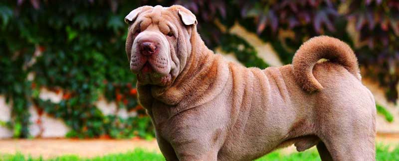 Chinese Shar-Pei featured image