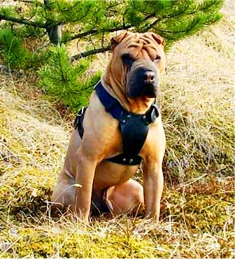 Shar-Pei leaves the impression of a sturdily built, bulky and very strong dog.