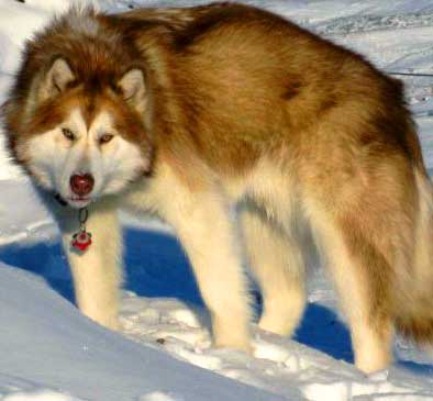 The Canadian Inuit Dog has often been mistaken for a wolf.