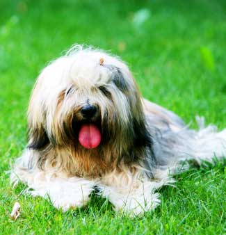 Tibetan Terrier requires a lot of grooming because of its long, shaggy double coat.