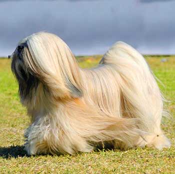 The Lhasa Apso breed is well known after its beautiful and splendid hair.