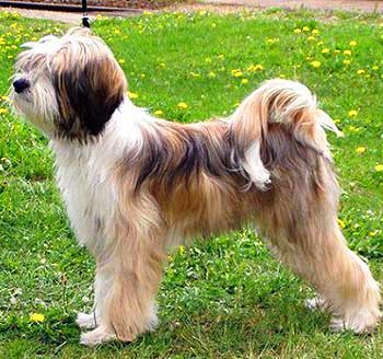 The Lhasa Terriers are excellent competitors in various dog sports.