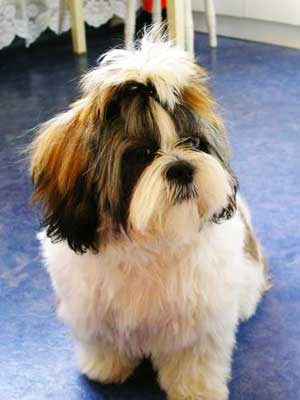 The main qualities that truly define the Shih Tzu are calmness, fondness, liveliness, kindness, tenderness, happiness, and cuteness.