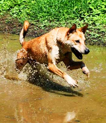 Dixie Dingoes enjoy swimming a lot!