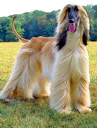 The Afghan Hound is one of the fastest dogs on the planet, capable to outrun even horses.