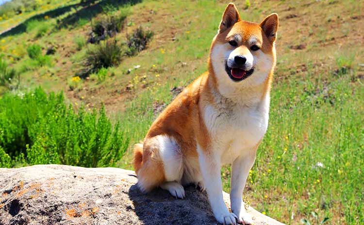 Shibas are overconfident, stubborn and independent, but cute and irresistible!