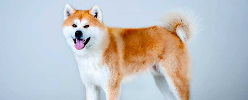 Akita Inu facts featured image