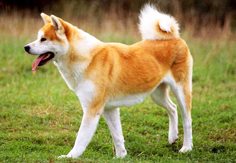 The Akita Inu is a gorgeous dog that is best known after its great strength, amazing loyalty and dominant attitude.