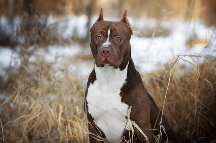 Hog hunting with a dog is an exceptional experience and Pit Bull Terrier is an excellent dog for this job.